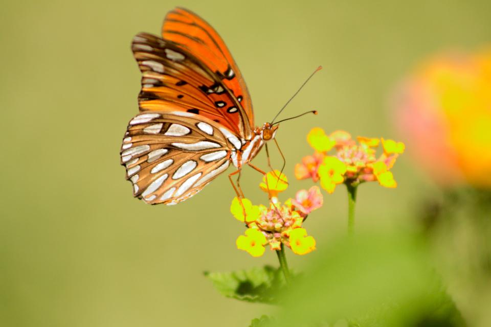 Gulf Fritillary Butterfly | Shutterbug